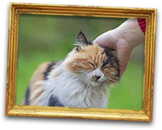 Cat Language Bible Review