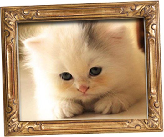 Cat Language Bible Review