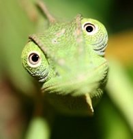 Chameleon Care Guide Review