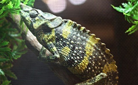 Chameleon Care Guide Review