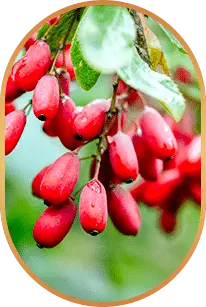 Liv Pure