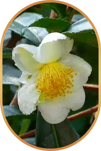 Liv Pure