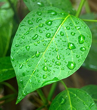GlucoBerry